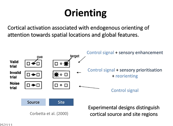 <p>endogenous orientation towards spatial locations and global features</p><p>noise trial- you will see what area of the brain is responsible for orienting attention/controlling orientation as there is not processing of target-which would innovate the visual system but there is no activation of that only the orientation one</p>