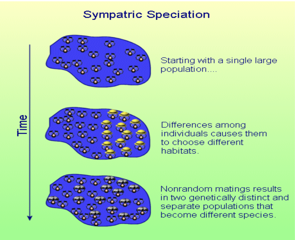 <ul><li><p><span>individuals within a population become <strong>genetically isolated </strong>from the larger population <strong>without geographic isolation</strong>&nbsp;</span></p></li><li><p><span>A population of a species within a <strong>single geographical region</strong> splits into separate gene pools and forms separate species.</span></p><p></p></li></ul><p>can happen by:</p><ul><li><p><span>Non-random mating (<em>preferred phenotypes)</em></span></p></li><li><p><span>Different selective pressures (niches!) (<em>at either end could alter the alleles of the population</em>)</span></p></li></ul><p><span>Other <u>reproductive isolating mechanisms</u></span></p>