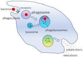 <p>A type of endocytosis in which large particulate substances or small organisms are taken up by a cell. It is carried out by some protists and by certain immune cells of animals (in mammals, mainly macrophages, neutrophils, and dendritic cells). </p>