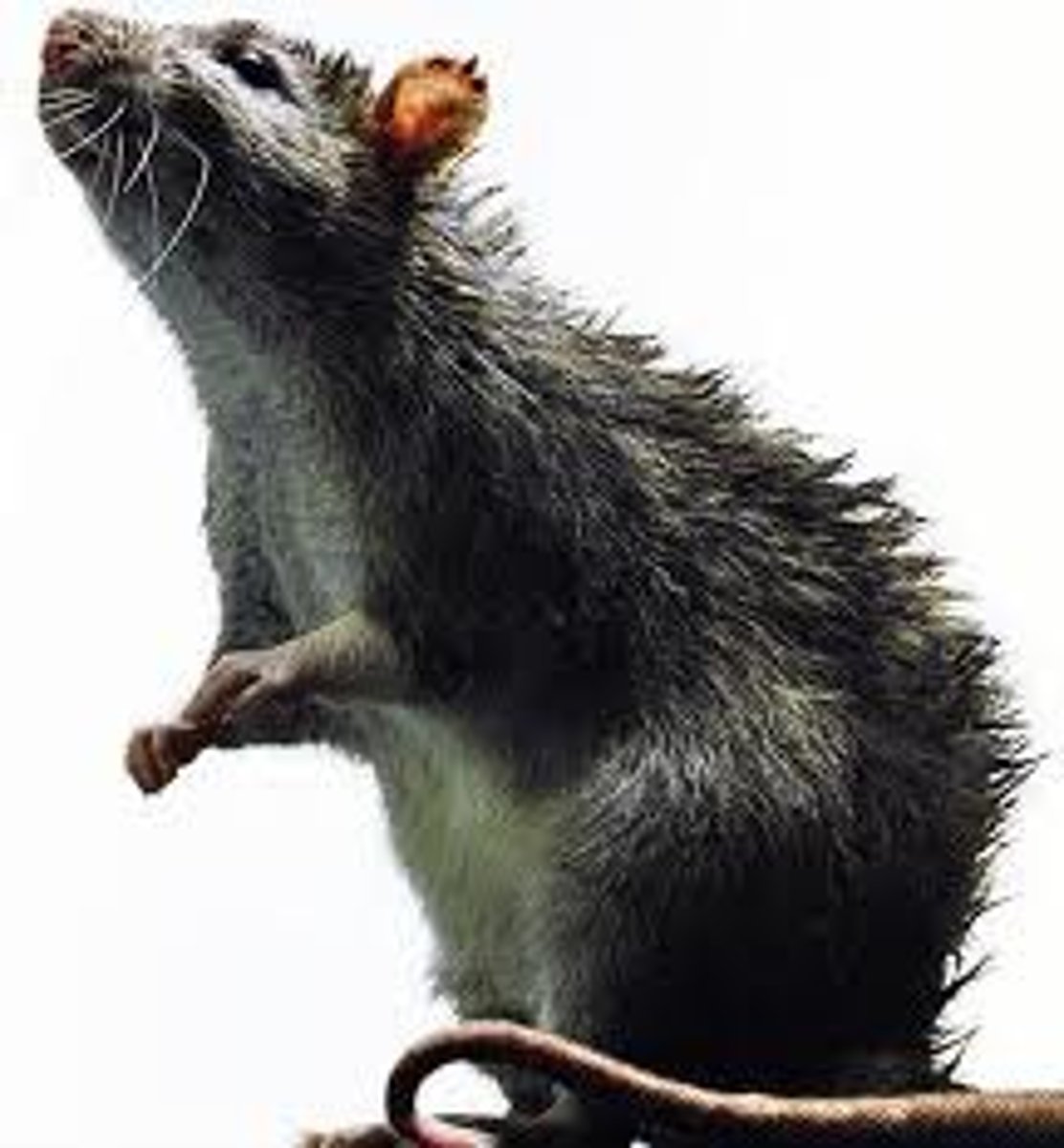 <p>rat</p>