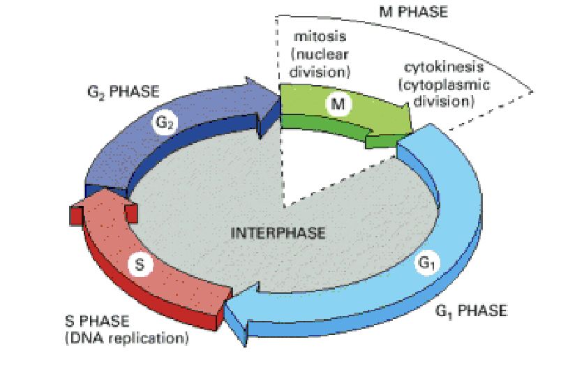 <p>S phase- DNA replication takes place 8-10 hours</p><p>M phase- 2 DNA copies separated into daughter cells 1 hour</p><p>in between G1 and 2 phases- cell grows and checks cycle process</p>
