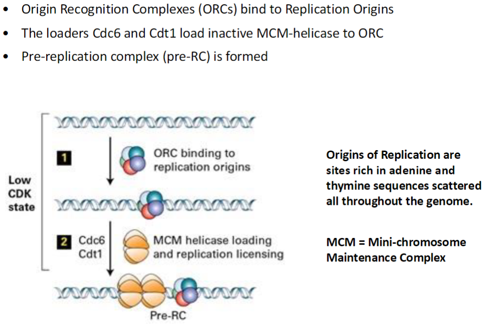 <p><strong>Origin Recognition Complexes (ORCs)</strong><br> Bind to replication origins (specific DNA sites rich in adenine and thymine)<br> Mark where DNA replication will start</p><p><strong>Loading of MCM Helicase</strong><br> Cdc6 and Cdt1 act as loaders<br> Place inactive MCM helicase onto ORC</p><p><strong>Pre-Replication Complex (pre-RC)</strong><br> Formation of pre-RC occurs once MCM is loaded<br> Prepares DNA for replication in S phase</p><p><strong>MCM (Mini-Chromosome Maintenance) Complex</strong><br> Helicase that unwinds DNA during replication<br> Essential for replication fork progression</p>