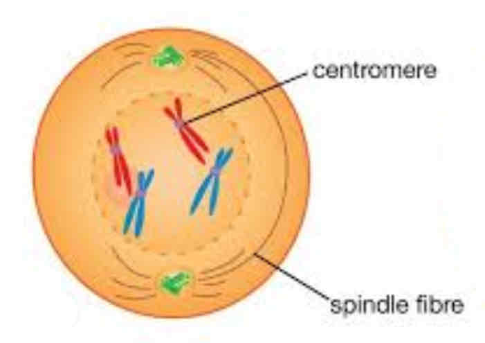 <p>Centrioles and asters are at the opposite poles</p><p>Nucleolus and nuclear membrane almost completely disappeared</p>
