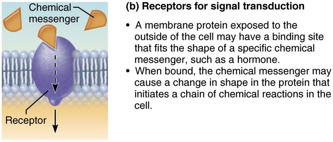 <p>membrane protein exposed to outside of cell may have biting site for chemical messengers (hormones)</p>