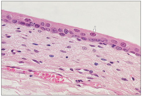 <p>Identify the structure:</p><p>Specie:</p><p>Stain used:</p>