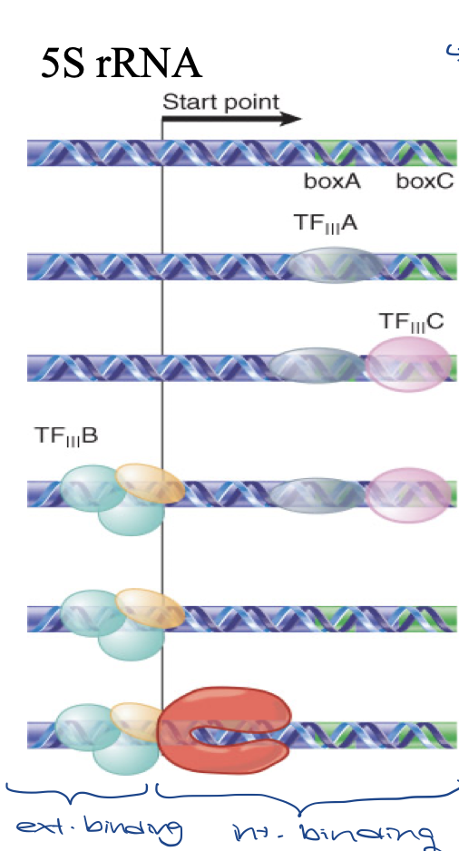 <ul><li><p>TFIIIA and TFIIIC – <strong>internal binding</strong></p><ul><li><p>TFIIIA binds to box A and helps TFIIIC bind to box C </p></li><li><p>TFIIIA also binds to 5S rRNA transcript and acts as a chaperone and gene regulator</p></li></ul></li><li><p>then TFIIIB can bind to start site with TBP which binds to RNA pol II to start transcription - <strong>external binding</strong></p></li></ul>