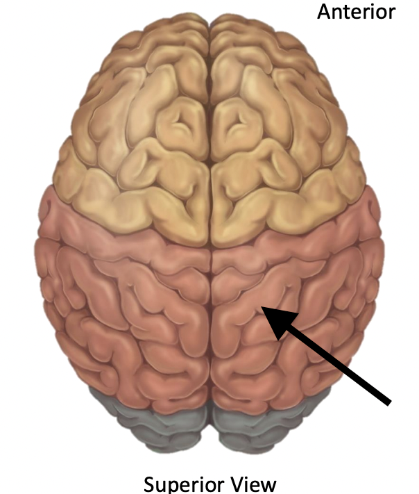 <p>Name the lobe</p>