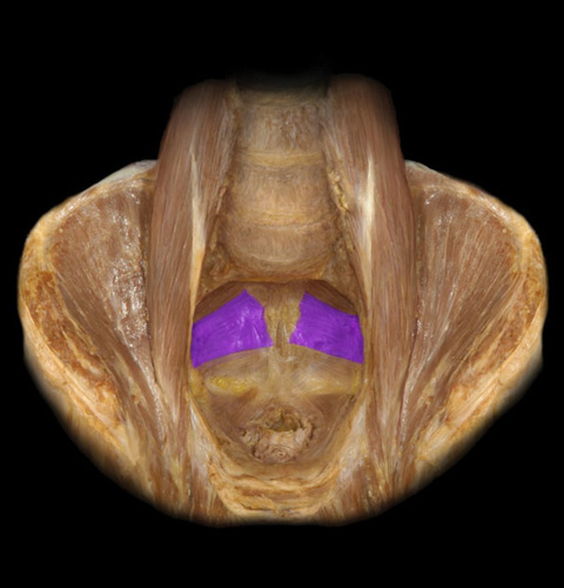 <p>-more superior to iliococcygeus muscle</p><p>-muscle fibers running obliquely</p>
