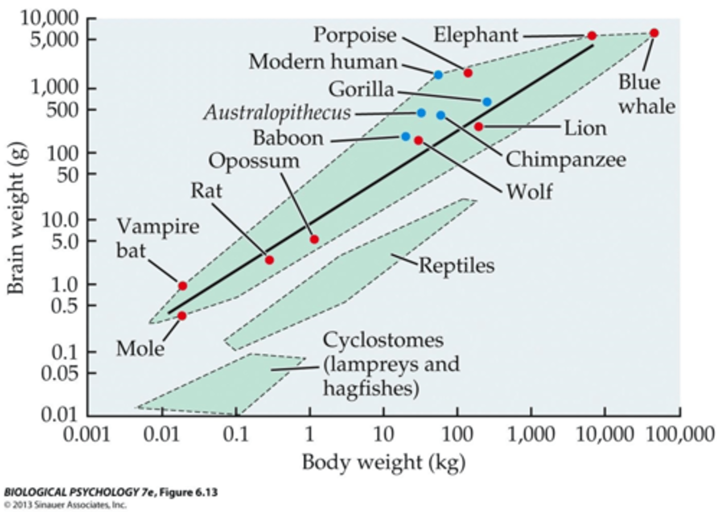 <p>the evolutionary process which results in increased brain mass, without corresponding changes in body size</p><p>- folds and grooves increase brain surface area</p>