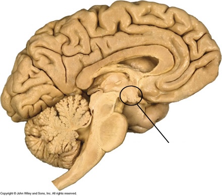 <p>The main link between the endocrine system and the nervous system; A brains structure that acts to keep the body in homeostasis</p>