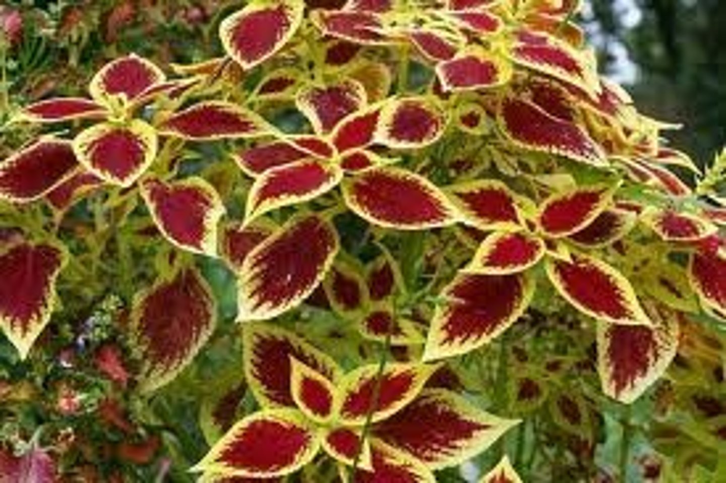 <p>Coleus</p>