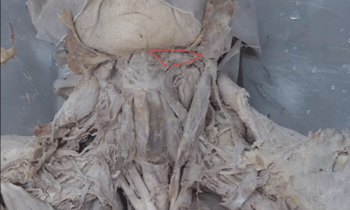 <p>identify this triangle</p>