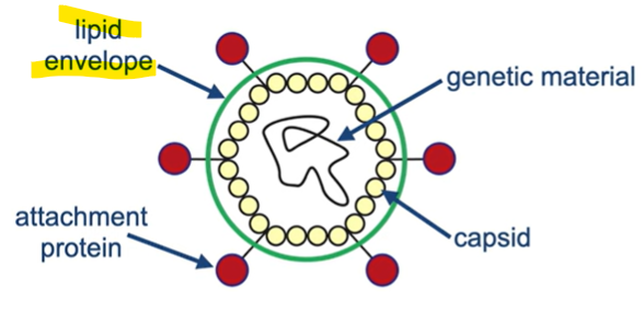 <ul><li><p>A lipid envelope</p></li><li><p>Formed from the host cell membrane</p></li></ul><p></p>