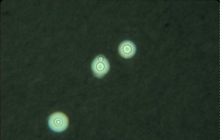 <p>false neg from non-encapsulated Crypto</p>