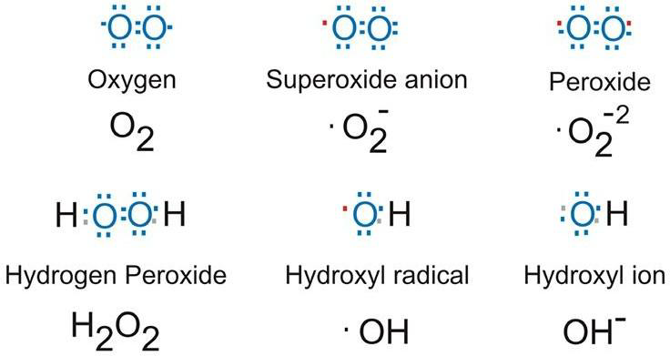 <ul><li><p>oxygen (O2)</p></li><li><p>Superoxide anion</p></li><li><p>peroxide</p></li><li><p>hydrogen peroxide (non-radical)</p></li><li><p>hydroxyl radical</p></li><li><p>hydroxyl ion</p></li></ul><p></p>