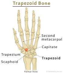 <p>Carpal bone near the pointer finger closest to the metacarpals</p>
