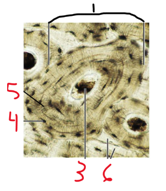 <p><span>Name structure 5 (tiny cracks)</span></p>