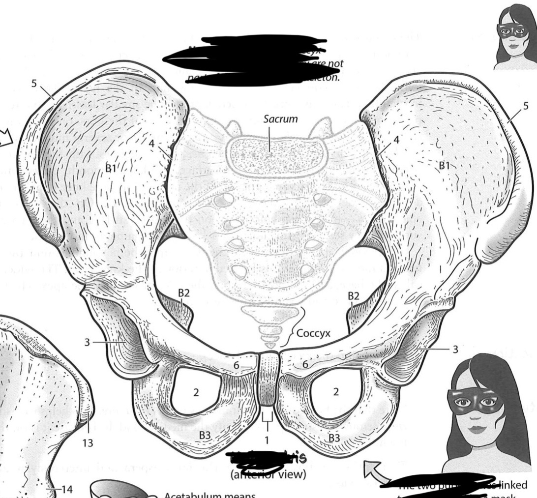 term image