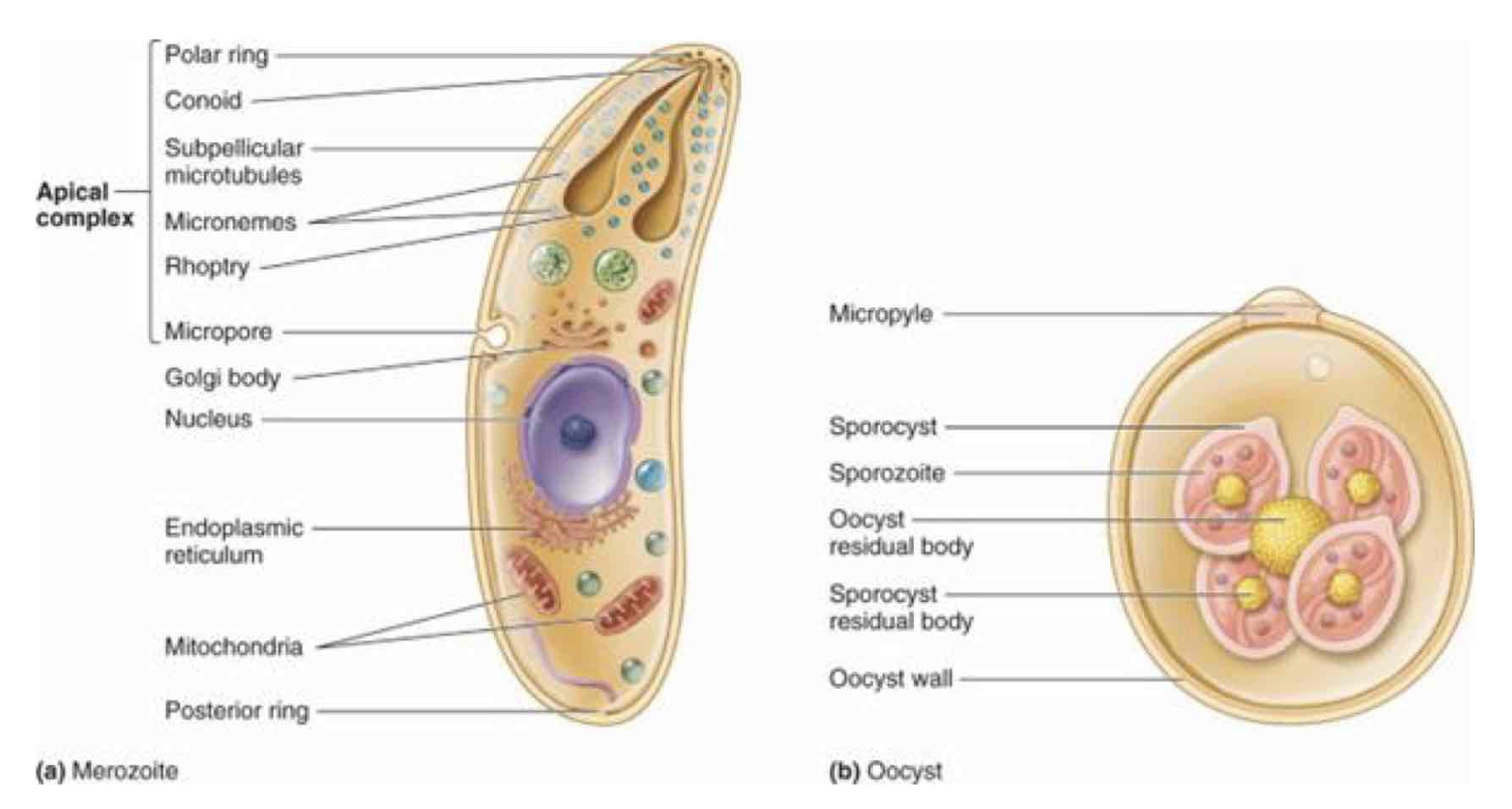 <p>Sporozoan</p><p>-ex: <em>Eimeria spp., Isospora spp., Cryptosporidium spp.,</em> &amp; <em>Toxoplasma gondii</em></p>