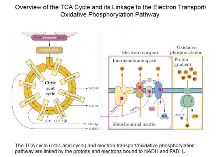 <ul><li><p>NADH produced by TCA cycle in matrix, binds to complex I, donates H<sup>+</sup>/2e<sup>-</sup>.</p><ul><li><p>Release of H<sup>+</sup>/2e<sup>-</sup>&nbsp;stimulates complexes to function.</p></li></ul></li><li><p>I, III, IV function as proton transporters to intermembrane space to form proton gradient. </p><ul><li><p>Protons move from gradient back through ATP synthase to stimulate production of ATP.</p></li></ul></li></ul><p></p>