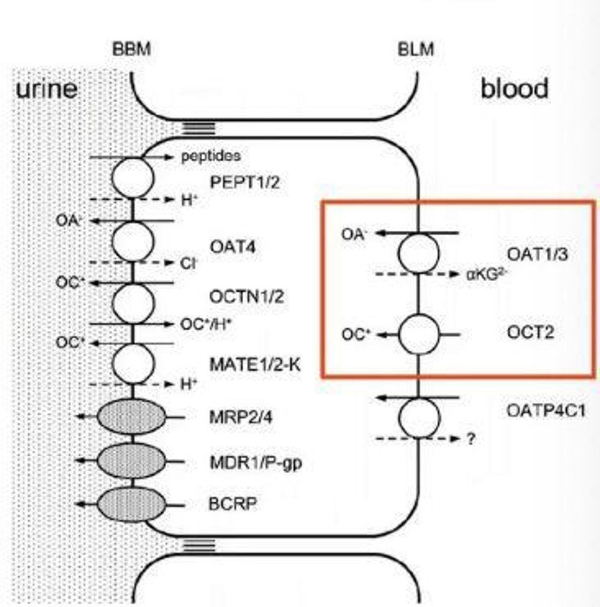 <p>Changes in the elimination of drugs from the body</p>