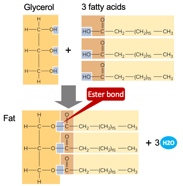 <p>fats (a class of lipid, also called triglycerides)</p>