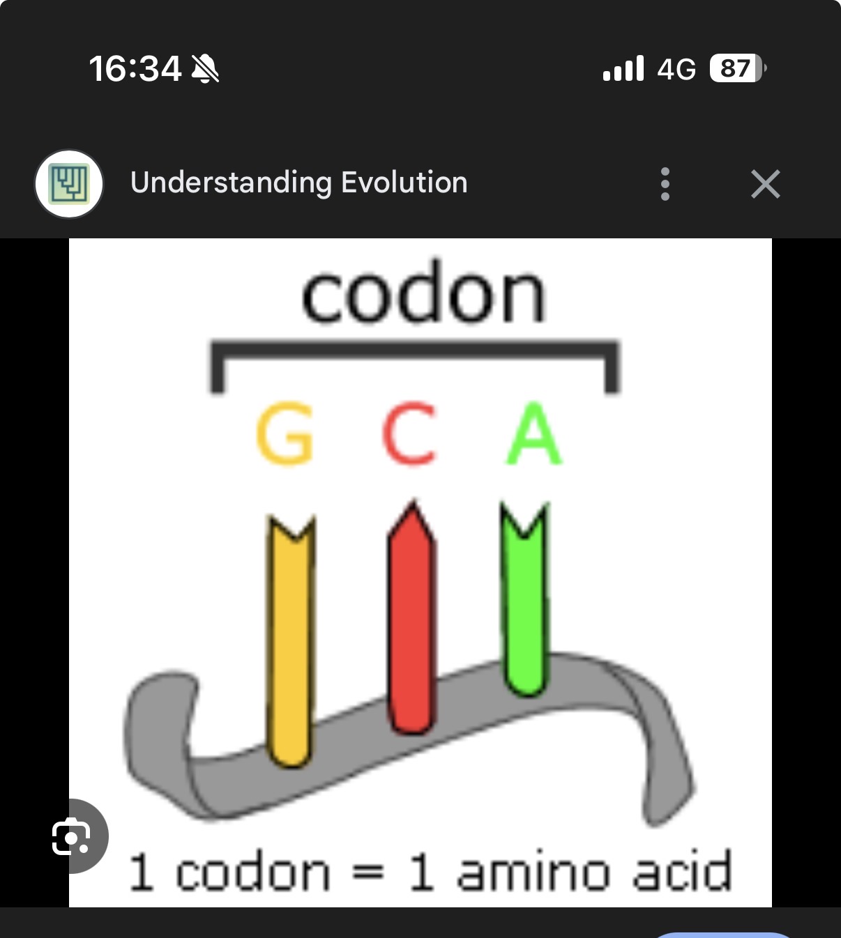 <p>mRNA (messenger RNA) is formed as a result of the 1st stage of protein synthesis (...1?). The nucleotide bases found along this nucleic acid will be complementary to the sequence of DNA bases which are found on the …2? strand of the gene which was transcribed. We consider the sequence of bases on mRNA in groups of 3, which are known as …3?, and as each codon is complementary to a DNA triplet, it can be described as encoding for a specific …4?</p><p>(Note-Each codon will encode for a specific amino acid)</p><p>5.Explain why RNA is shorter than DNA?</p><ol start="6"><li><p>State another reason for the difference in length?</p></li></ol><p>The anti-codon on tRNA is a sequence of …7? bases which are …8? to a codon on mRNA. During translation (the 2nd stage of protein synthesis), the tRNA molecule will pick up a specific amino acid and bring it down to the …9? which is made from rRNA and proteins. The tRNA molecule uses the anti-codon to …10? …11? to the codon to hold the amino acid in place until it can form a …12? bond with an adjacent amino acid when forming the growing polypeptide chain</p><p></p><p>13.At the opposite end to the anti- codon, a tRNA molecule has another trio of nucleotide bases. What is their function?</p>