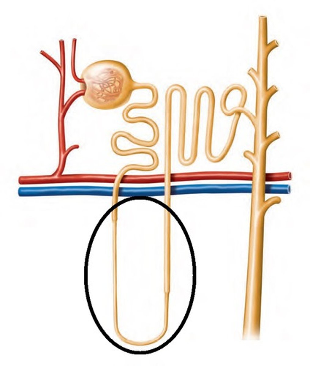 <p>second part of tubule that dips into the medulla; reabsorbs water and salt (sodium and chloride ions); aka, loop of Henle</p>
