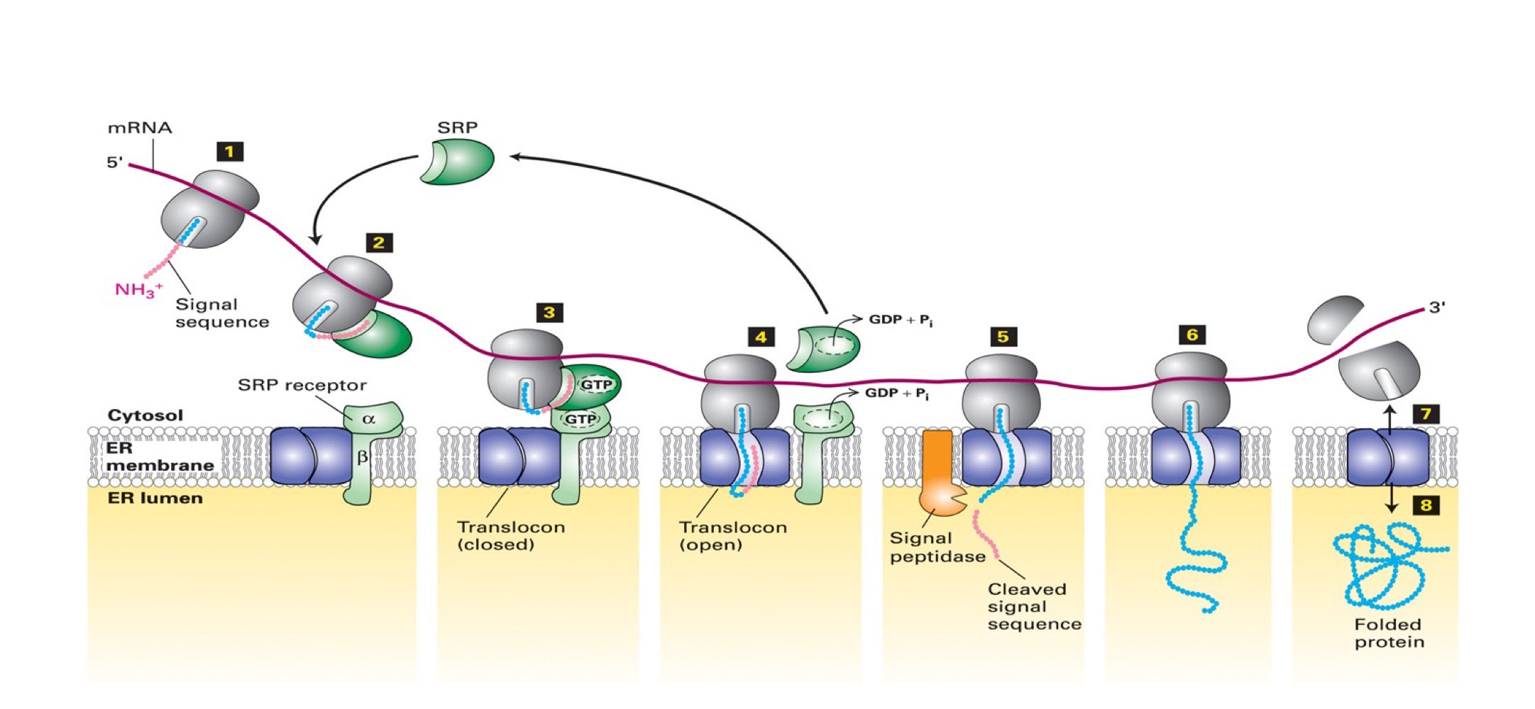 <ol><li><p>2. emerging polypeptide w/ its ER signal sequence is engaged by a complex of 6 proteins + RNA molecule <strong><span style="color: green">SRP (signal recognition particle)</span></strong></p><blockquote><p>binding halts translation & delivers ribosome/polypeptide to ER *(abt 60 proteins need to be read before sequence is ejected)</p></blockquote></li><li><p><span style="color: green">SRP</span> delivers ribosome/polypeptide to <strong><mark data-color="green">SRP receptor</mark></strong> → interaction enhanced by binding of <strong>GTP</strong> to <span style="color: green">SRP &</span> <mark data-color="green">receptor</mark></p><p></p></li><li><p>ribosome/polypeptide transferred to <span style="color: yellow">translocon</span>, inducing it to open & receive polypeptide (enters as a loop). The hydrolysis of GTP by <span style="color: green">SRP &</span> <mark data-color="green">receptor</mark> free these factors for another importation</p></li><li><p>6. translation resumes → signal sequence cleaved by <span style="color: yellow">signal peptidase </span>(membrane-bound <strong>protease</strong>). After digestion, rest of protein is synthesized and enters ER lumen</p></li></ol><ol start="7"><li><p>8. after the completed translation, ribosome is released causing <span style="color: yellow">translocon</span> to close. New protein is folded</p></li></ol>