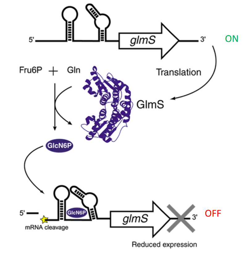 <p>Faible concentration de GlcN6P → gène <strong>ON</strong> </p><ul><li><p>L’ARNm du gène <strong>glmS</strong> est <strong>transcrit normalement</strong>.</p></li><li><p>Il contient dans sa région <strong>5′ UTR</strong> une <strong>structure ribozyme</strong> (un riboswitch catalytique).</p></li><li><p>En absence de GlcN6P, cette structure reste <strong>inactive</strong>.<br><span data-name="arrow_right" data-type="emoji">➡</span> L’ARNm est stable → la traduction de <strong>GlmS</strong> a lieu → production de GlcN6P.</p></li></ul><p></p><p>Forte concentration de GlcN6P → gène <strong>OFF</strong> </p><ul><li><p>Quand le <strong>niveau intracellulaire de GlcN6P augmente</strong>, ce métabolite se <strong>lie directement au ribozyme</strong> présent dans l’extrémité 5′ de son propre ARNm.</p></li><li><p>Cette liaison <strong>active la fonction catalytique</strong> du ribozyme.</p></li><li><p>Le ribozyme <strong>clive l’ARNm</strong> (auto-coupure).<br><span data-name="arrow_right" data-type="emoji">➡</span> L’ARNm devient <strong>instable</strong> → il est <strong>dégradé par les RNases</strong> → la <strong>traduction s’arrête</strong>.</p></li></ul><p> </p><p>C’est donc un <strong>mécanisme d’auto-rétro-contrôle négatif</strong> :</p><p></p>