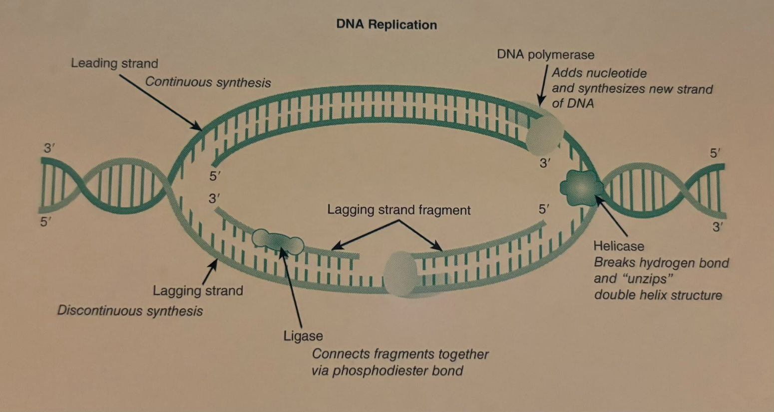 <p>Because the two strands of the DNA double helix are antiparallel, lagging strand replication occurs discontinuously in the 5’ to 3’ direction on one of the DNA strands. Short DNA fragments are produced and are eventually joined together by DNA ligase.</p>