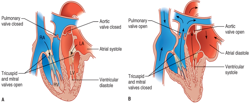 <ul><li><p>Atria contract and relax</p></li><li><p>Ventricles contract and relax</p></li></ul><p></p><ul><li><p>Right ventricle contracts</p></li><li><p>Tricuspid valve closes</p></li></ul><p></p><ul><li><p>Pulmonary semilunar valve opens</p></li><li><p>Blood flows into pulmonary artery</p></li></ul><p></p><ul><li><p>Left atrium contracts</p></li><li><p>Bicuspid valve opens</p></li><li><p>Blood fills left ventricle</p></li></ul><p></p><ul><li><p>Left ventricle contracts</p></li><li><p>Bicuspid valve closes</p></li></ul><p></p><ul><li><p>Aortic semilunar valve opens</p></li><li><p>Blood pushed into aorta</p></li></ul><p></p>