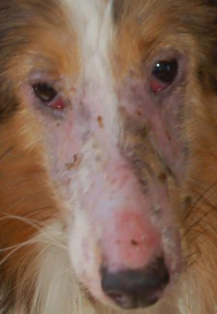 <p><span>Dermatomyositis</span></p>