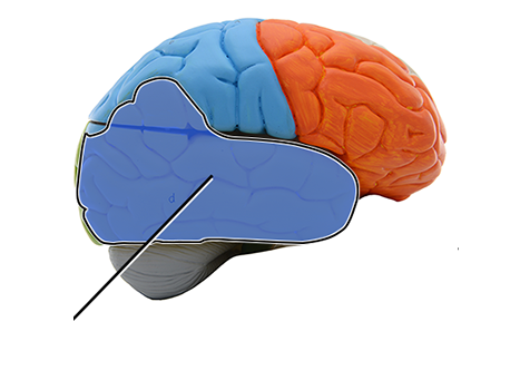 <p><strong>Which structure is highlighted and indicated by the leader line?</strong></p>