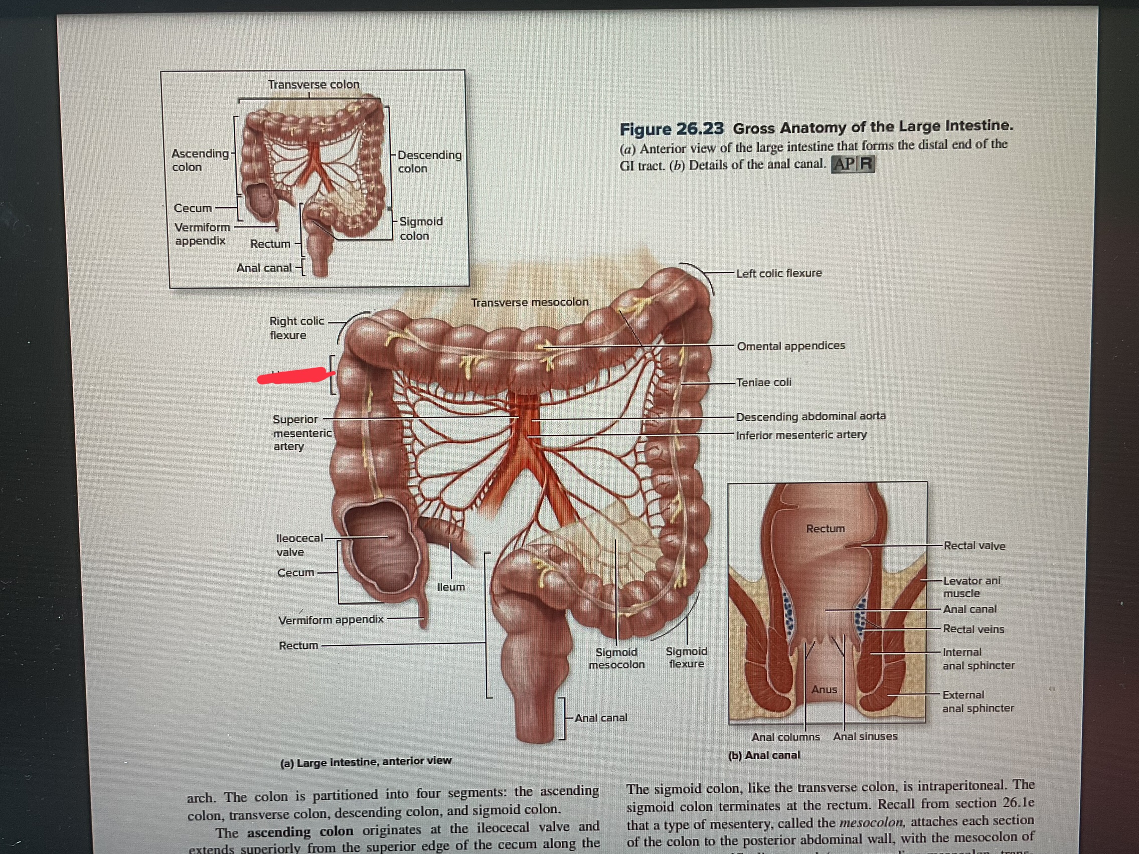 knowt flashcard image