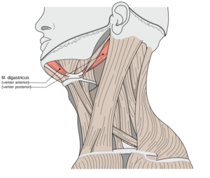 <p>Protracts, retracts, elevates the hyoid, and opens the mandible, located under the chin.</p>