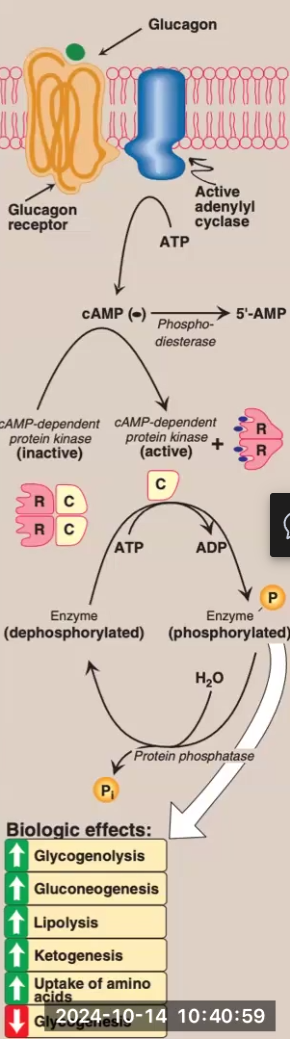 <ol><li><p>Glucagon binds to G protein-coupled receptors on hepatocytes</p><ul><li><p>Remember that muscle only has epinephrine receptors, not glucagon receptors</p></li></ul></li><li><p>Glucagon binding activates adenyl cyclase</p></li><li><p>Adenyl cyclase causes a rise in AMP → cAMP</p></li><li><p>Rise in cAMP activates cAMP-dependent protein kinase</p></li><li><p>cAMP-dependent protein kinase phosphorylates enzymes that give various metabolic effects (glycogenolysis, gluconeogenesis, etc.)</p></li></ol><p></p>