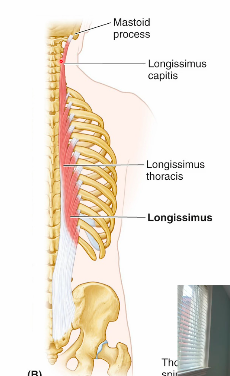 <p>longissimis insertion </p>