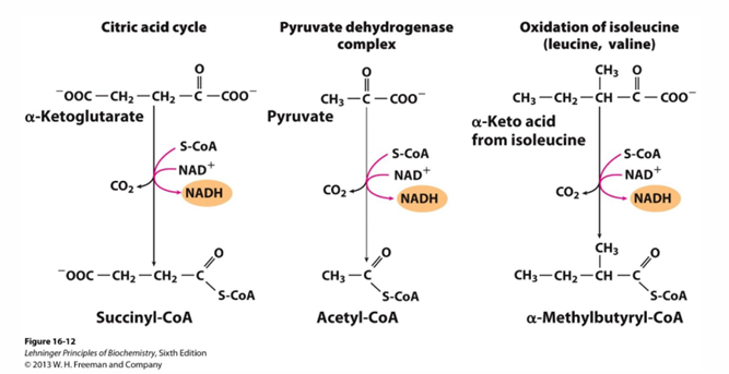 <p>pyruvate dehydrogenase (same coenzymes and identical mechanisms but differ in active sites to accommodate different sized substrates)</p>