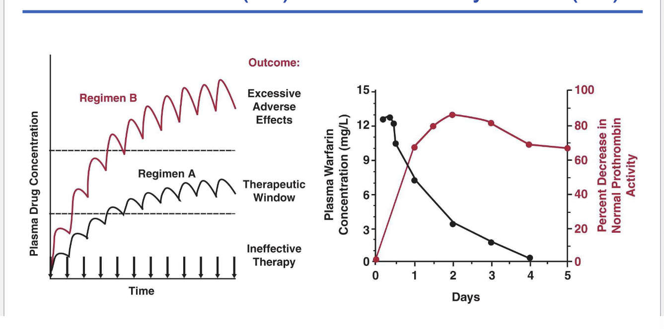 <ul><li><p>left graph</p><ul><li><p>regimen A = therapeutic window</p></li><li><p>regimen B = excessive adverse effects</p></li></ul></li><li><p>right graph</p><ul><li><p>plasma warfarin concentration vs perfect decrease in normal prothrombin activity</p></li><li><p>as warfarin plasma concentration decreases there is a greater decrease in normal prothrombin activity</p></li><li><p>delayed effect (?)</p></li></ul></li></ul><p></p>