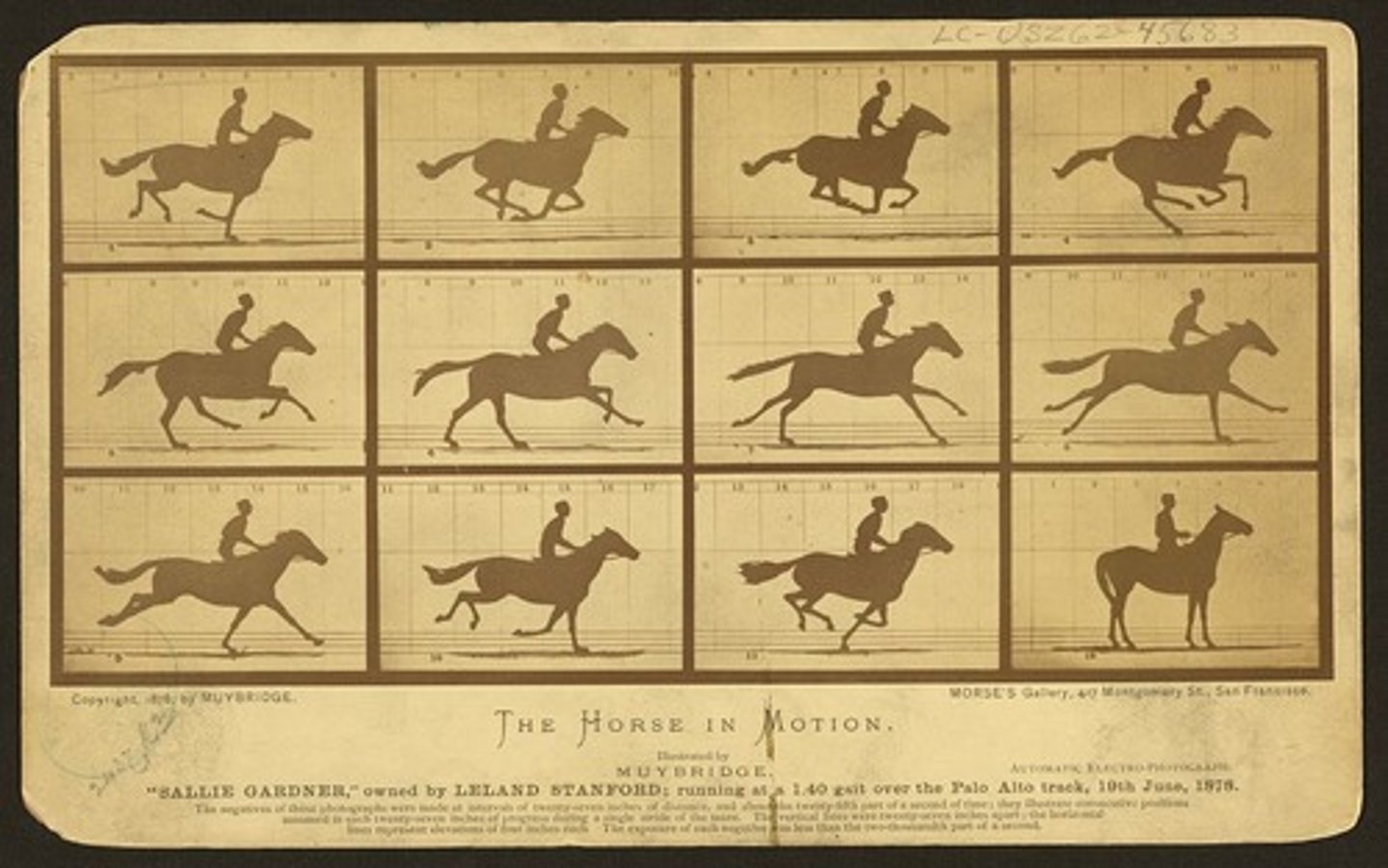 <p>1878</p><p>Eadweard Muybridge</p><p>Albumen Print</p>
