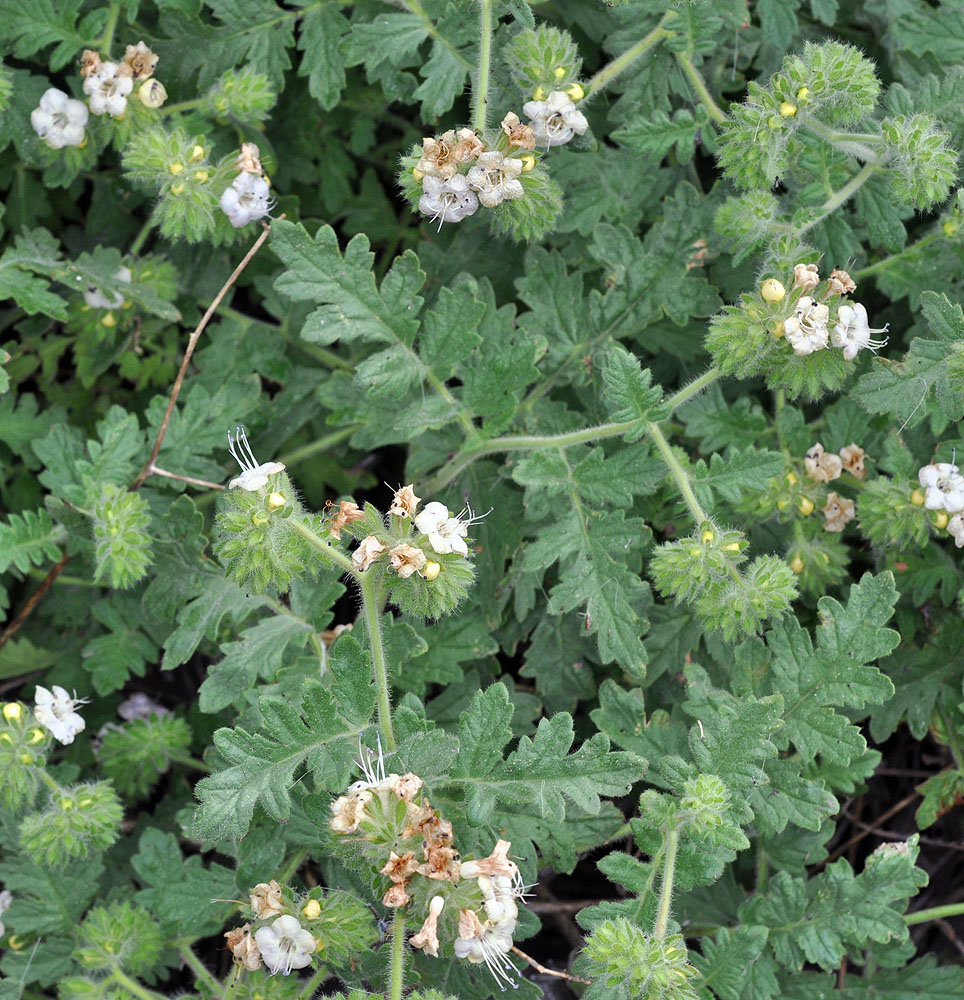 <p>flowers only on one side of coiled, fern like stem</p><p>five long stamens</p><p>pinnately compound leaves, fuzzy, fern like</p><p>don’t touch it</p>