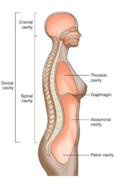 <ul><li><p>located along the back of the body and head</p></li><li><p>contains organs of the nervous system that coordinate body functions</p></li><li><p>divided into cranial and spinal</p></li></ul><p></p>
