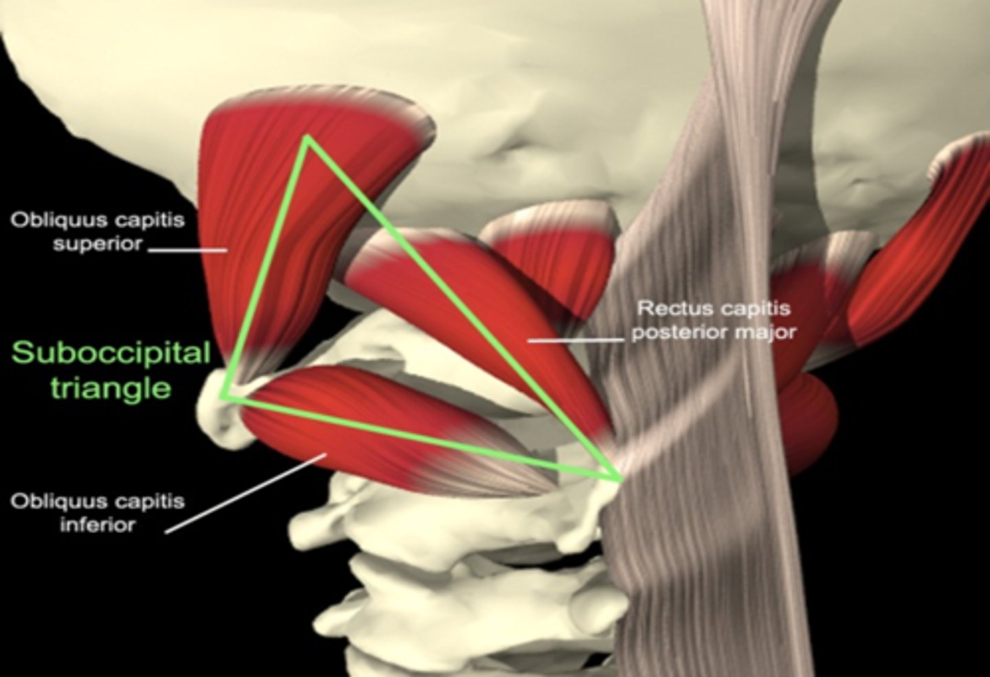 <p>-innervated by suboccipital nerve (C1) </p><p>-obliquis captits superior </p><p>-obliquis capitus inferior </p><p>-rectus captious posterior major </p><p>-rectus capitus posterior minor </p><p>-contains vertebral artery </p>