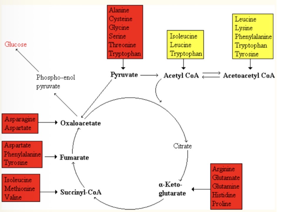 <p>Can be respired, or converted to carbohydrate or lipid </p>