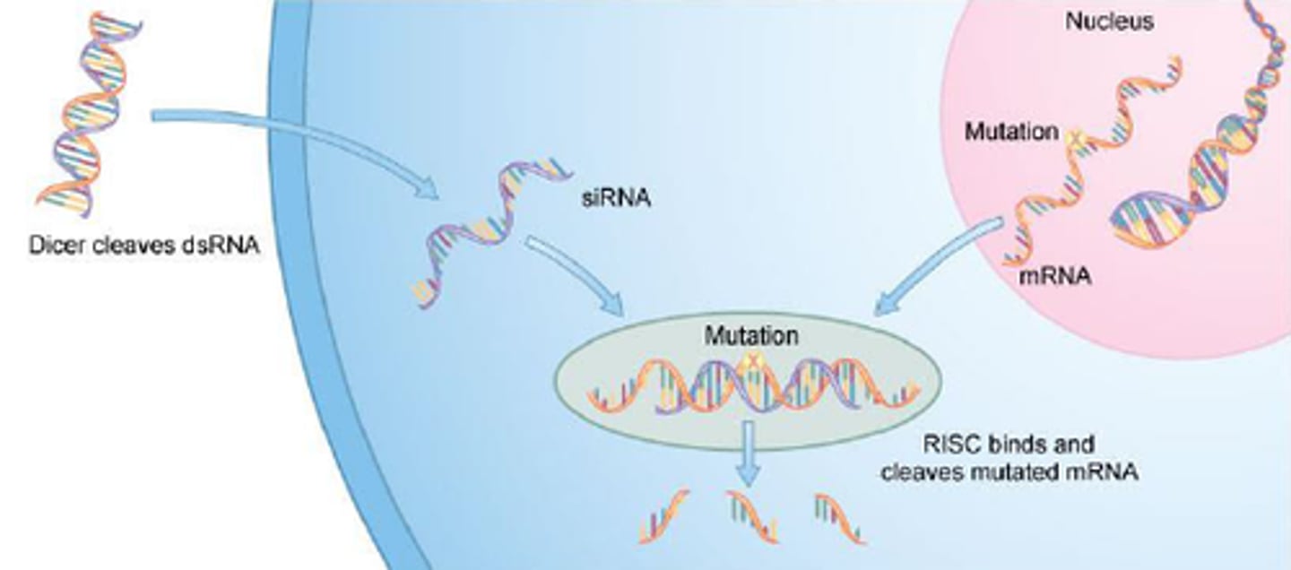 <p>mediates protection to both endogenous parasitic and exogenous pathogenic nucleic acids</p><p>regulates the expression of protein-coding genes</p>