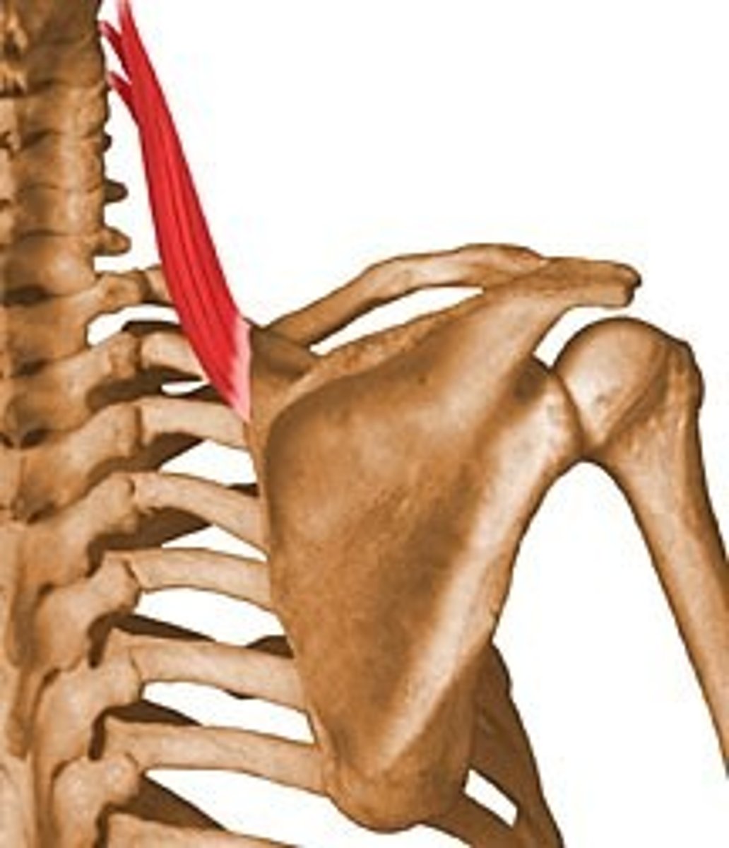 <p>originates on the transverse processes of C1-C4; inserts on the vertebral border of the scapula between the superior angle and the base of the spine</p>