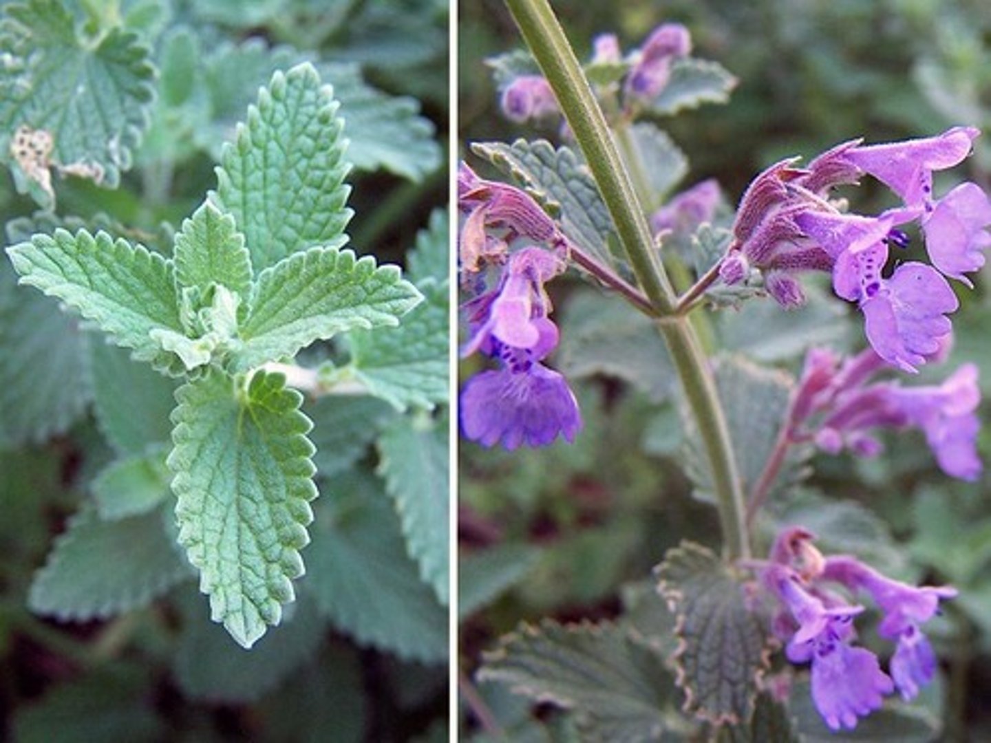<p>catmint</p>