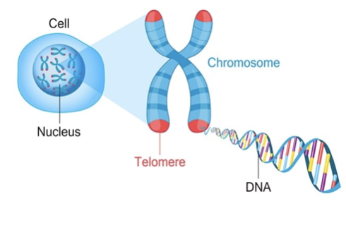 <ul><li><p>Ends of chromosomes, do not contain protein-coding DNA</p></li><li><p>Get shorter every time the chromosome is replicated</p></li><li><p>Once too short, cell undergoes apoptosis</p></li><li><p>Telomerase: Enzyme that lengthens telomeres</p></li><li><p>Present in cancerous cells, preventing cell death</p></li></ul>