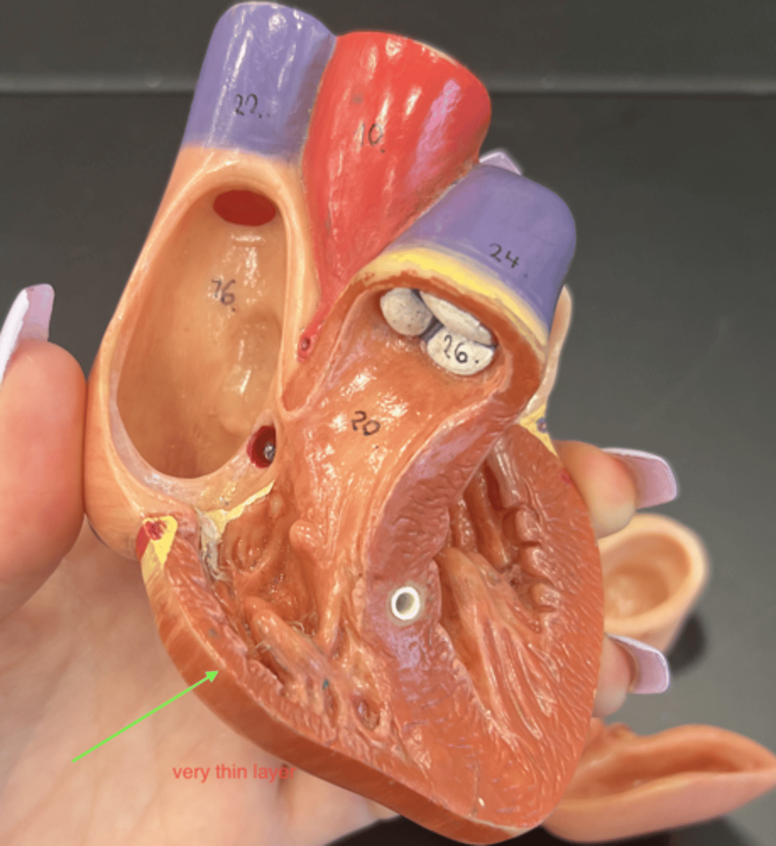 knowt flashcard image